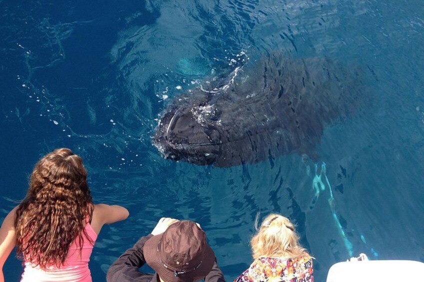 A whale swimming in a pool with people watching from the edge. 3
