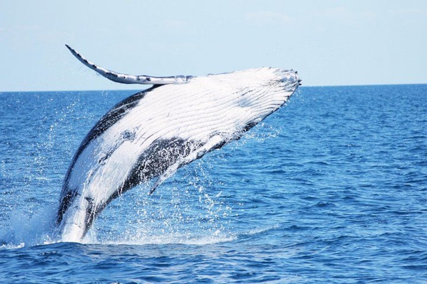 A humpback whale breaching with its tail flukes visible above the water. 1