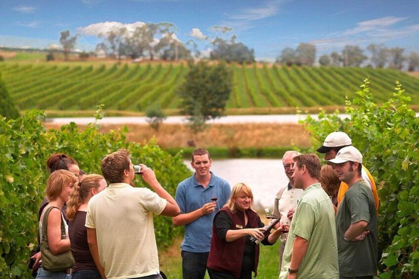 Yarra Valley Wine and Winery Tour from Melbourne 1