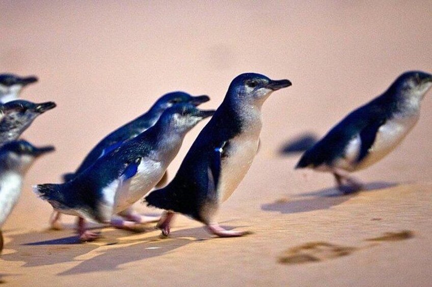 A group of penguins walking on a sandy surface. 5