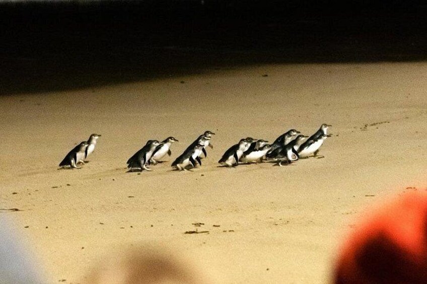 A group of penguins walking on a sandy beach. 1