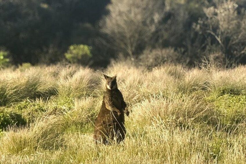 A kangaroo standing in tall grass with a forest in the background. 2