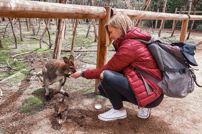 A person in a red jacket feeding a kangaroo in a natural setting with wooden structures. 4