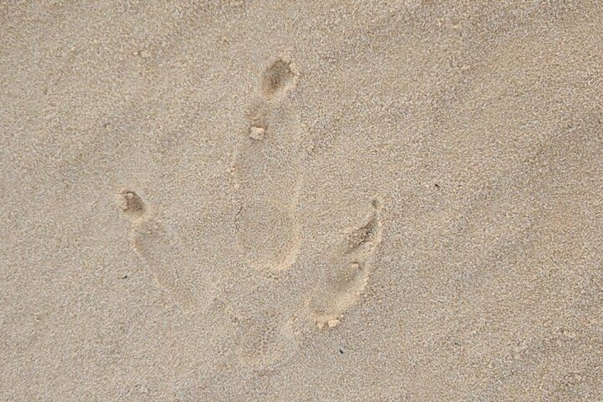 Footprints in the sand. 5