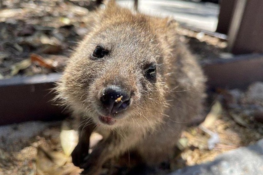 Rottnest Island Full-Day Trip With Island Tour from Hillarys 3