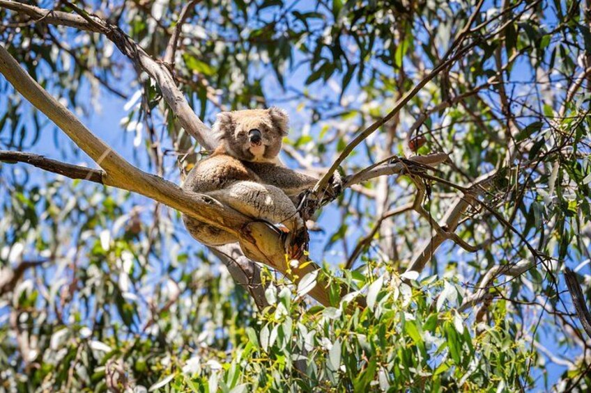 A koala on a tree branch. 2