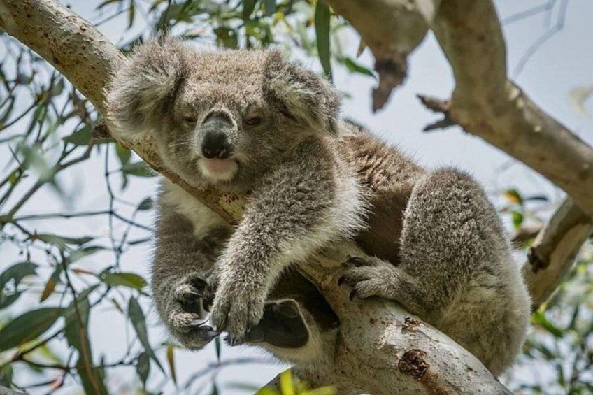 A koala clinging to a tree branch. 5
