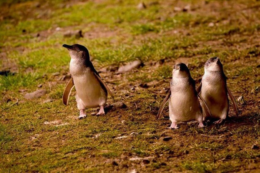 Phillip Island Penguin Parade Express Tour from Melbourne 3