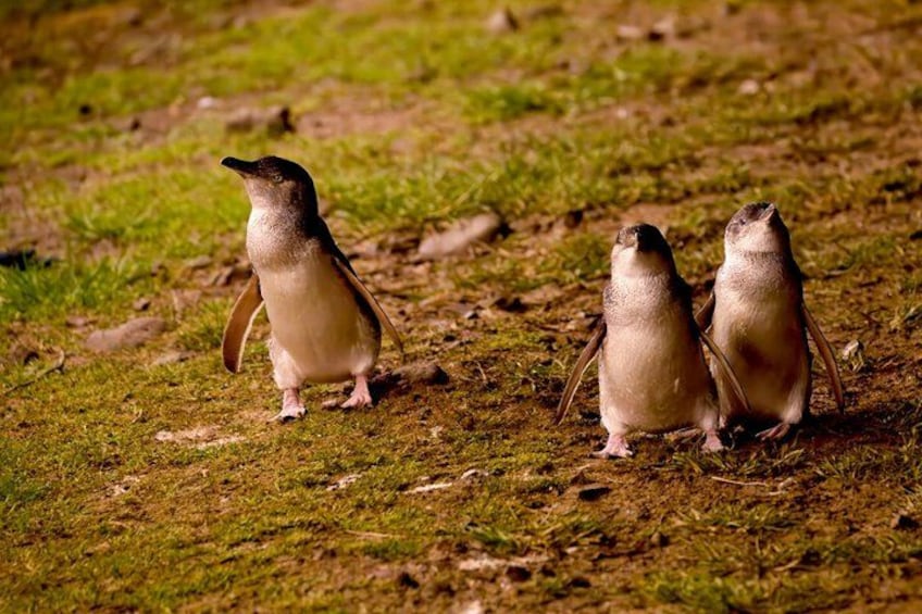 Phillip Island Penguin Parade Express Tour from Melbourne 3