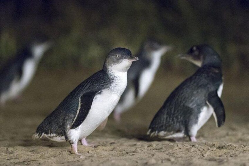 Phillip Island Penguin Parade Express Tour from Melbourne 2