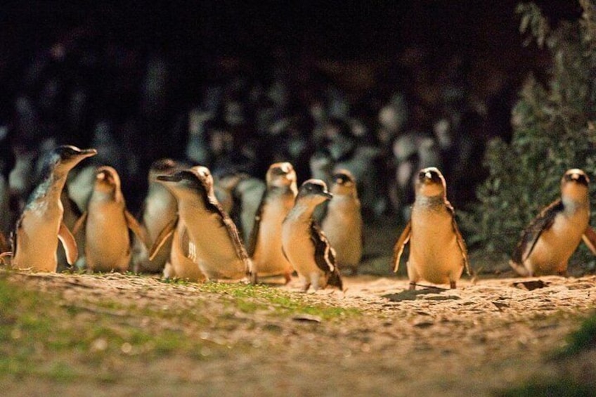 Phillip Island Penguin Parade Express Tour from Melbourne 3