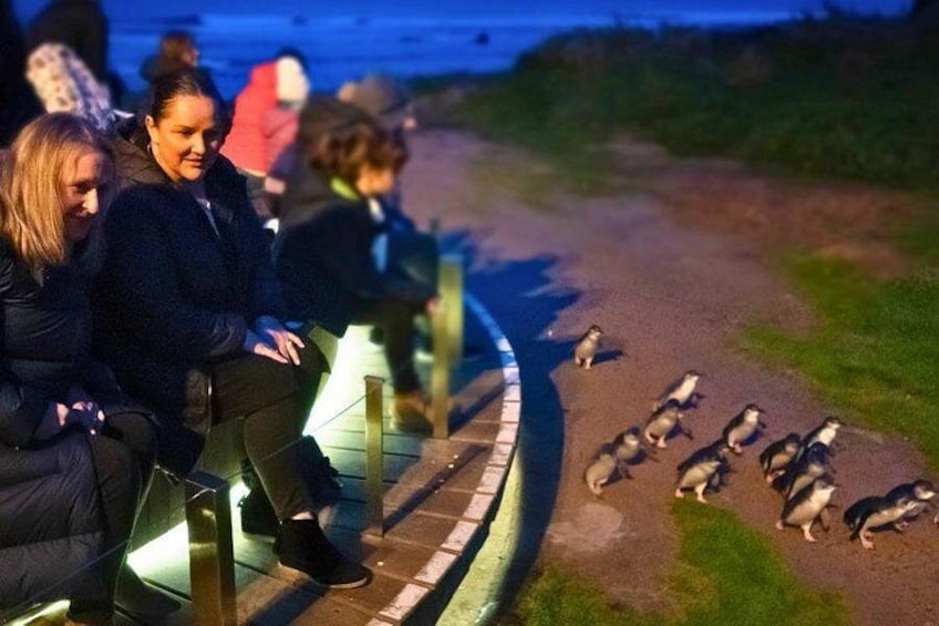 Phillip Island Penguin Parade Express Tour from Melbourne 1