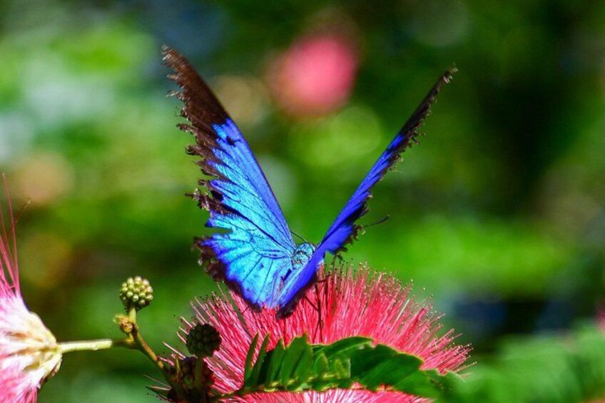 Ulysses Butterfly 3