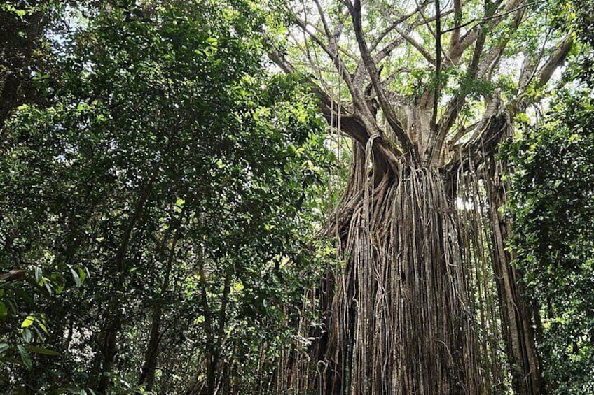 Day Tour to Paronella Park, Lake Barrine and Millaa Millaa Falls 3