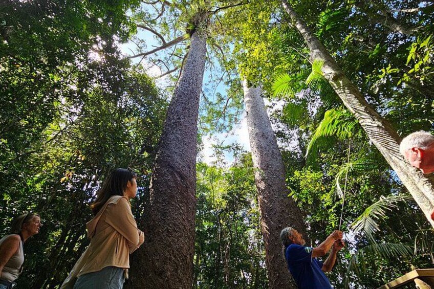 Day Tour to Paronella Park, Lake Barrine and Millaa Millaa Falls 2