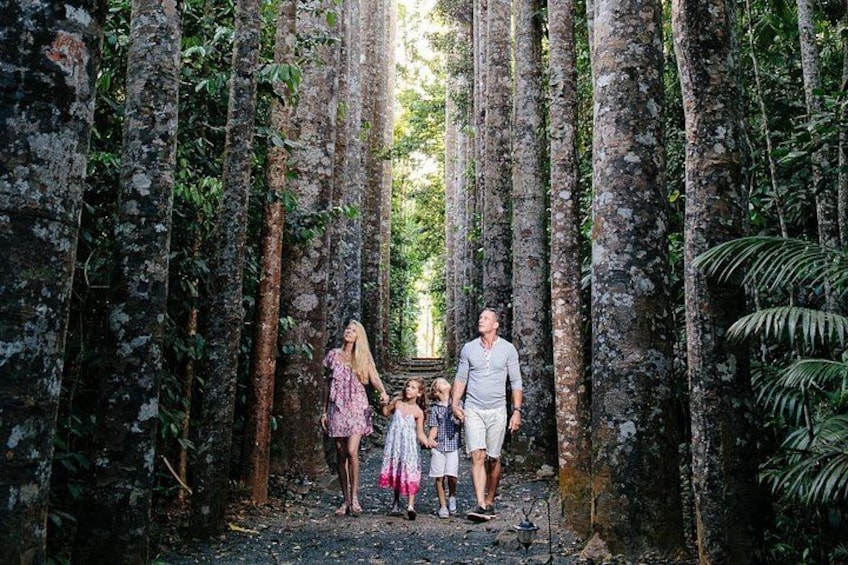 Wander through the Giant Kauri Pines - Paronella Park 4