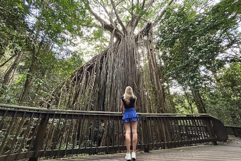 Day Tour to Paronella Park, Lake Barrine and Millaa Millaa Falls 3
