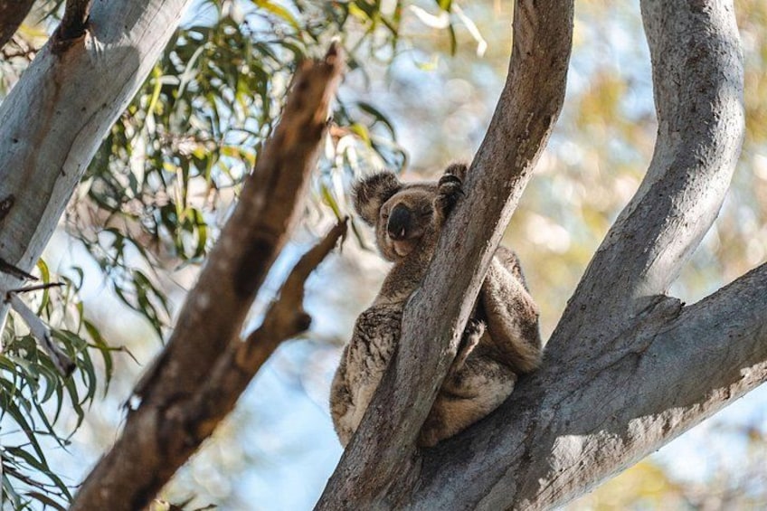 Sunshine Coast Hinterland and Noosa Day Trip from Brisbane Incl Eumundi Markets 5