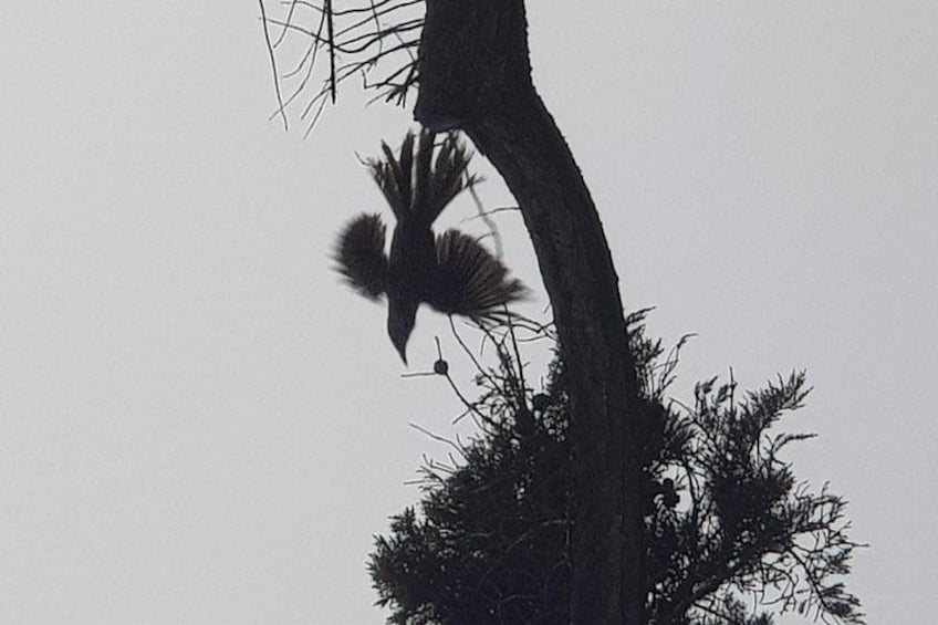A tree with a bird in flight and a spider web. 3