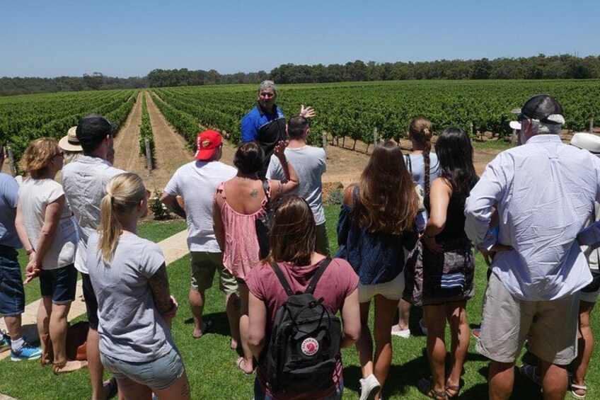 Now that is a Vine Yard 1