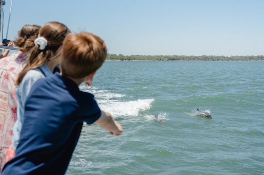 Mandurah Dolphin Cruise and Views 3