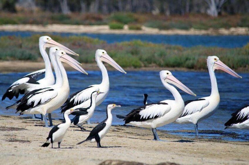 Des pélicans sur une plage de sable, près de l’eau. 2