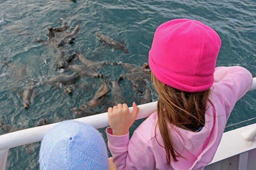 View seals up close 1