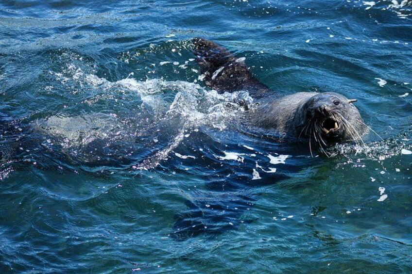 Bull seals during the summer months 2