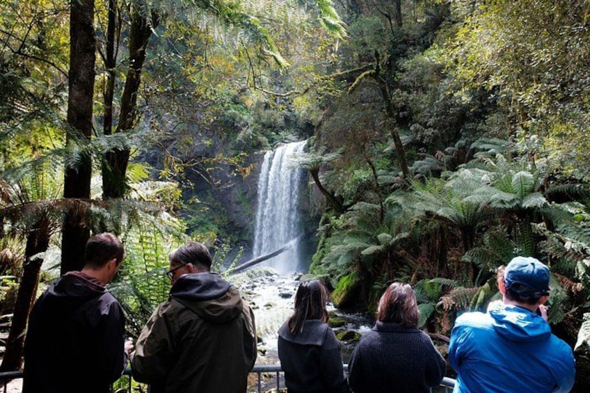12 Apostles, Otways & Great Ocean Road Day Tour - Small Group 3