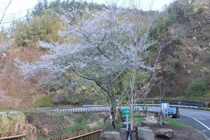 Cherry blossom in Alishan forest park.