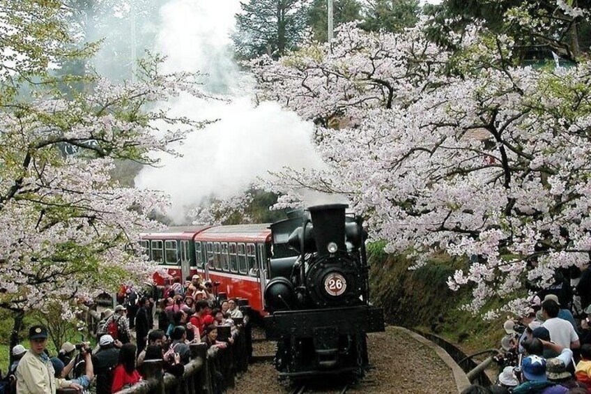 Cherry blossom in Alishan forest park.