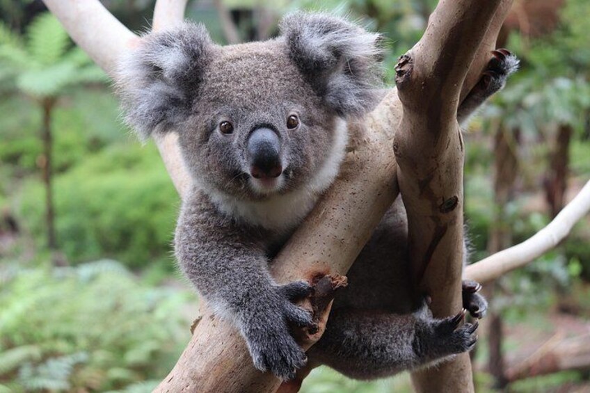 Luxury Hunter Valley Wildlife & Wine Tasting Tour from Sydney 5