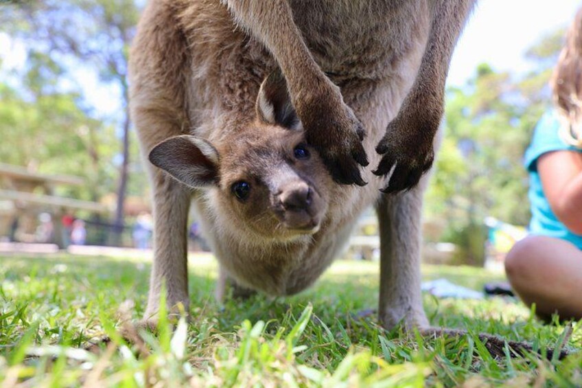 Luxury Hunter Valley Wildlife & Wine Tasting Tour from Sydney 4