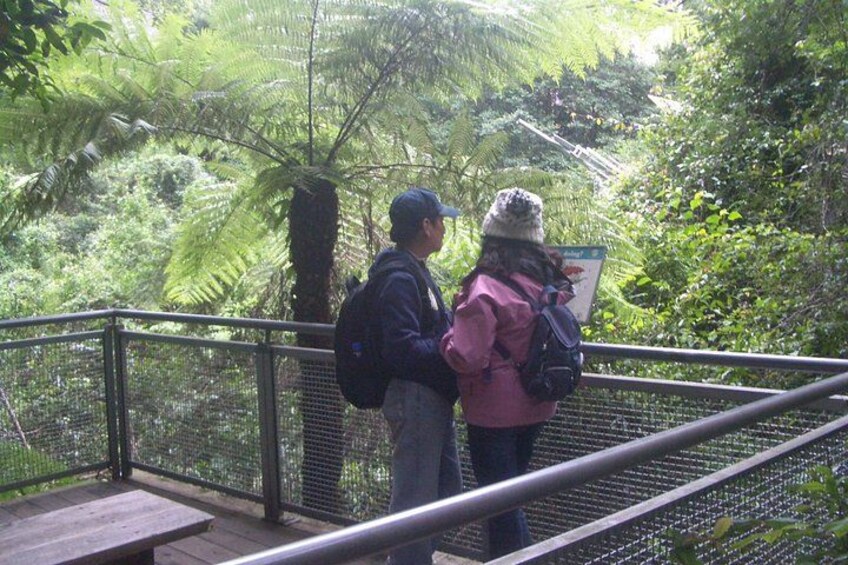 Dos personas de pie sobre una baranda metálica, contemplando un bosque denso con helechos y árboles. 4