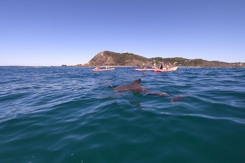 Un dauphin nageant près d’un groupe de personnes se trouvant sur un bateau en pleine mer. 5