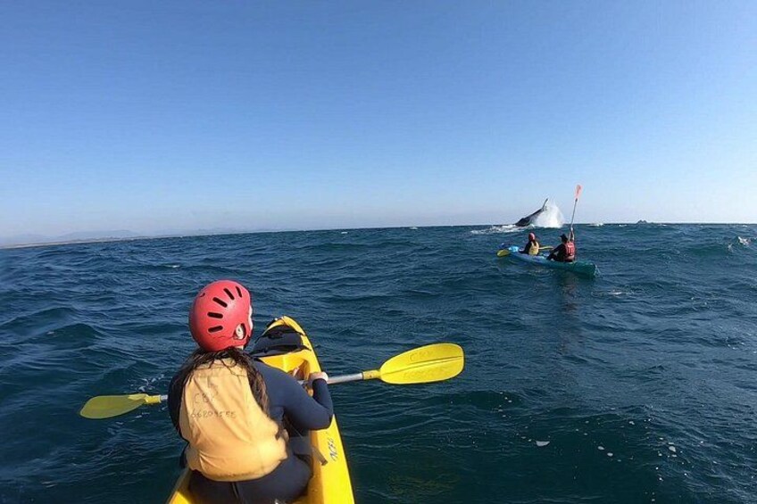 Deux personnes pratiquent le kayak en mer, l’une dans un kayak jaune et l’autre dans un kayak bleu, avec un ciel dégagé en arrière-plan. 3