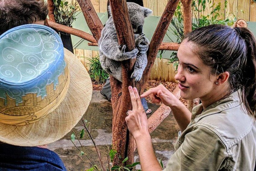 A person interacting with a koala on a wooden structure. 4