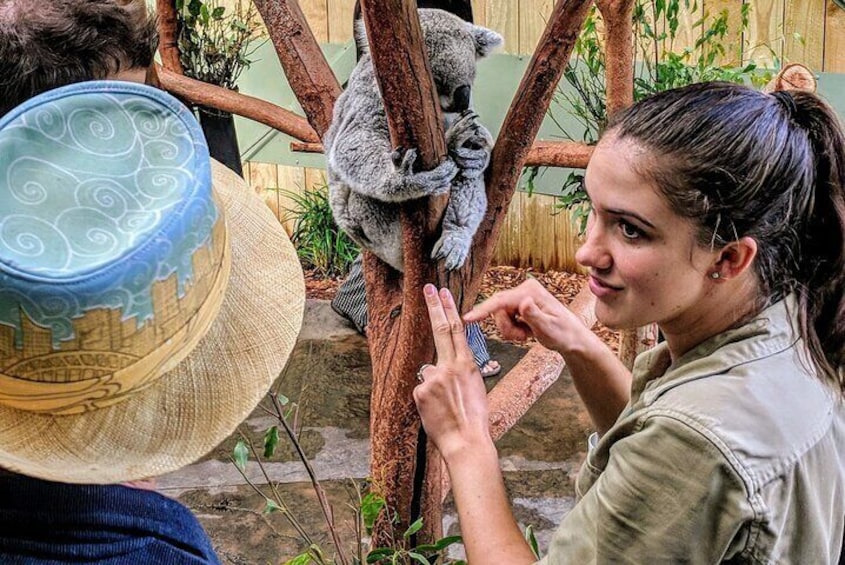 A person wearing a hat interacting with a koala on a tree branch. 3