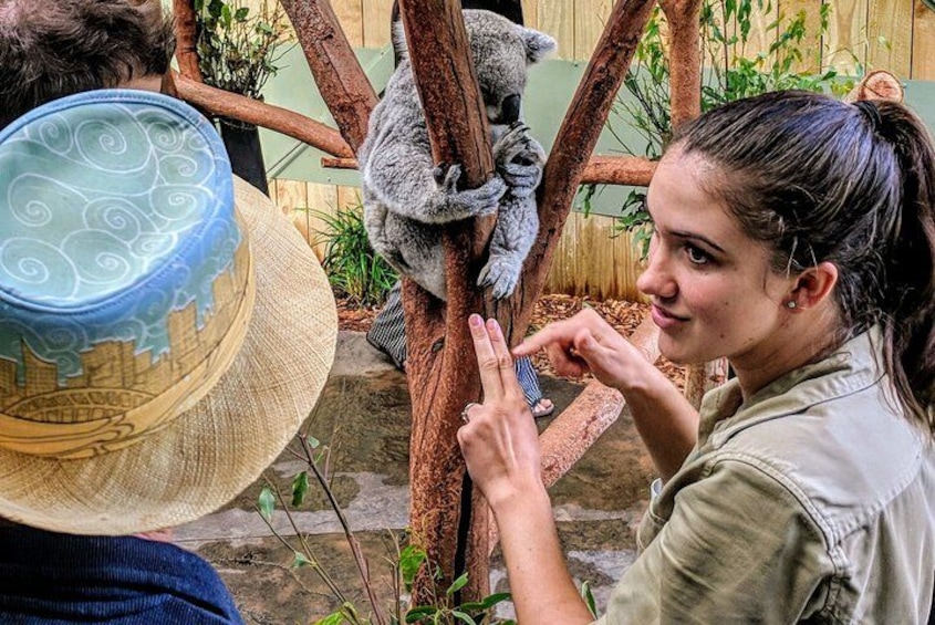 Private koala encounter with a keeper 4