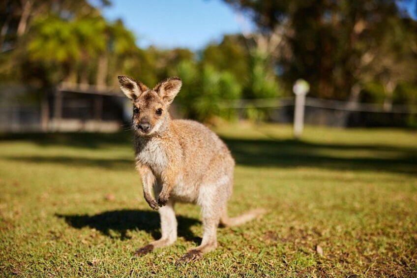 A kangaroo standing on grass with trees and a fence in the background. 4