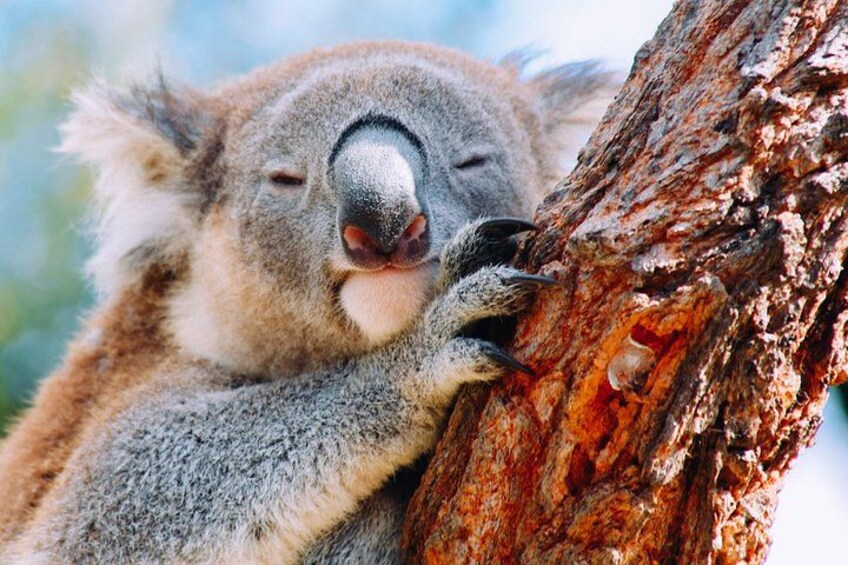 A koala clinging to a tree trunk. 5