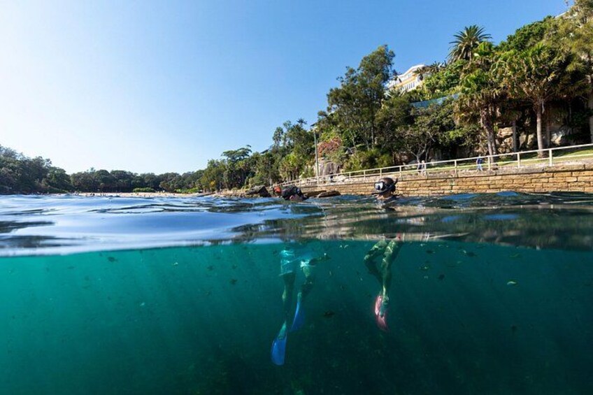 Small Group Manly Snorkel Tour and Nature Walk with Local Guide 1