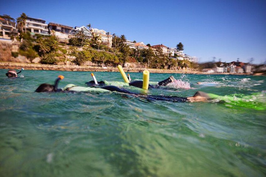 Small Group Manly Snorkel Tour and Nature Walk with Local Guide 4