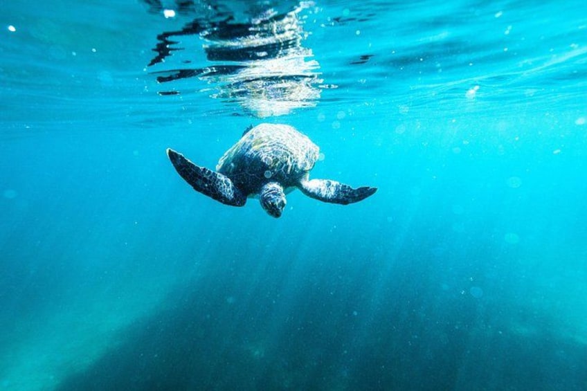 A sea turtle swimming underwater. 1