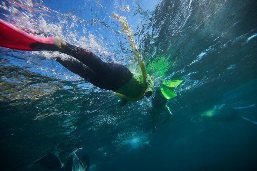Small Group Manly Snorkel Tour and Nature Walk with Local Guide 2