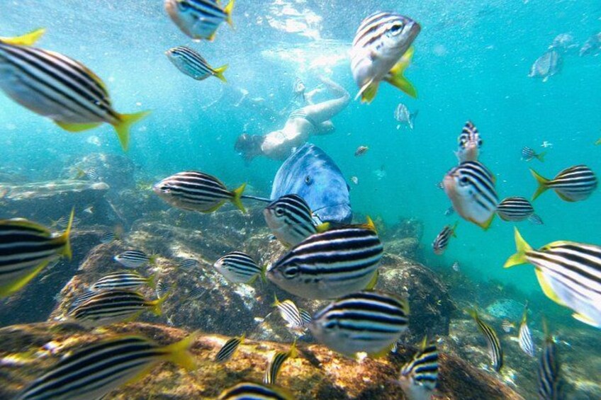 Snorkeling, Manly 3