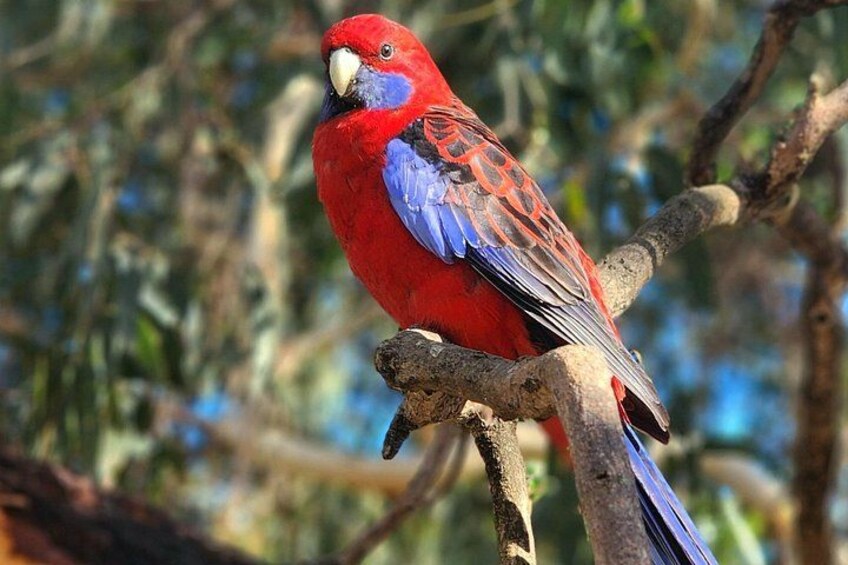 Crimson Rosella 3
