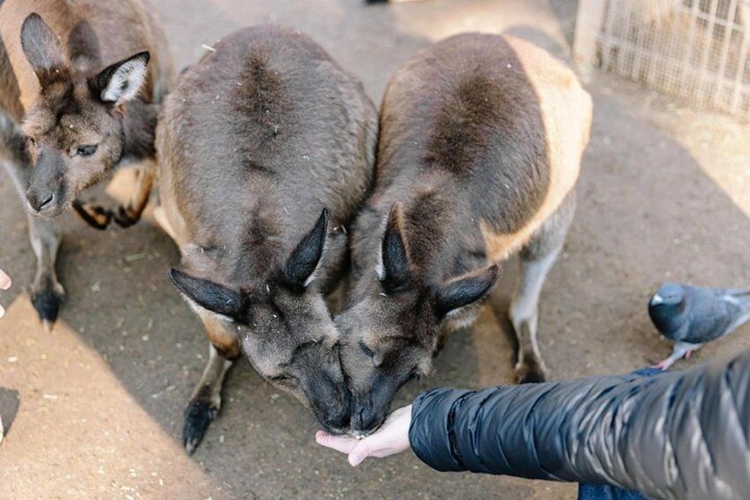 Stop at Featherdale Wildlife Park to see native Australian Wildlife 3