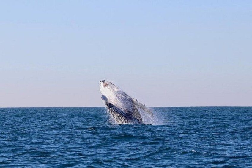 Humpback Whale 4