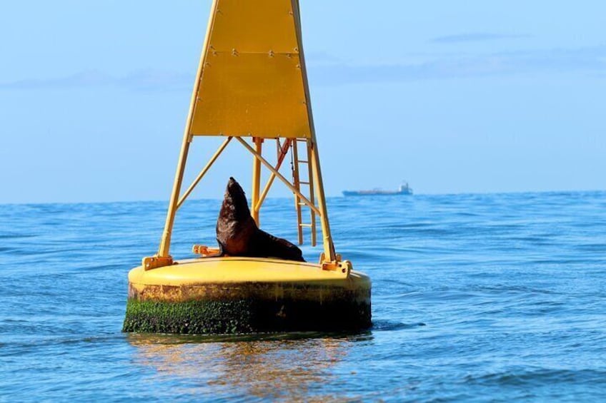Una foca su una boa gialla nell'oceano. 1